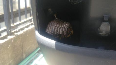 滋賀県大津市でスクーターのポケットに営巣したアシナガバチの蜂の巣駆除