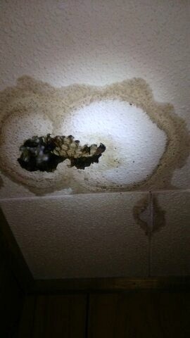 滋賀県大津市で天井裏に営巣したモンスズメバチの蜂の巣駆除