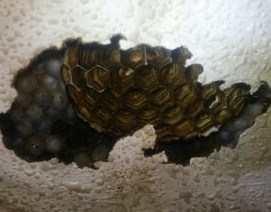滋賀県大津市で天井裏に営巣したモンスズメバチの蜂の巣駆除