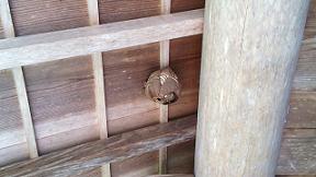 奈良県奈良市で軒下に営巣したコガタスズメバチの蜂の巣駆除
