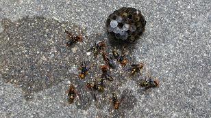 京都府宇治市でケラバ軒天に営巣したアシナガバチの蜂の巣駆除