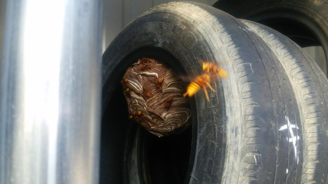 京都府宇治市で屋外保管タイヤに営巣したキイロスズメバチの蜂の巣駆除
