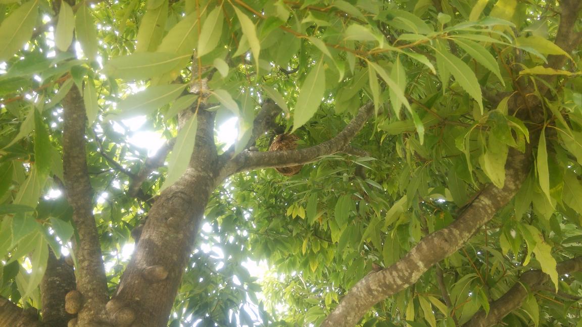 京都府宇治市で街路樹に営巣したコガタスズメバチの蜂の巣駆除