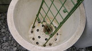 滋賀県守山市で植木鉢の中に営巣したアシナガバチの蜂の巣駆除