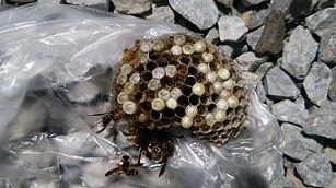 滋賀県守山市で植木鉢の中に営巣したアシナガバチの蜂の巣駆除