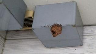 滋賀県守山市でハイツの玄関上に営巣したコガタスズメバチの蜂の巣駆除