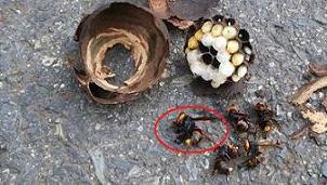 滋賀県守山市でハイツの玄関上に営巣したコガタスズメバチの蜂の巣駆除