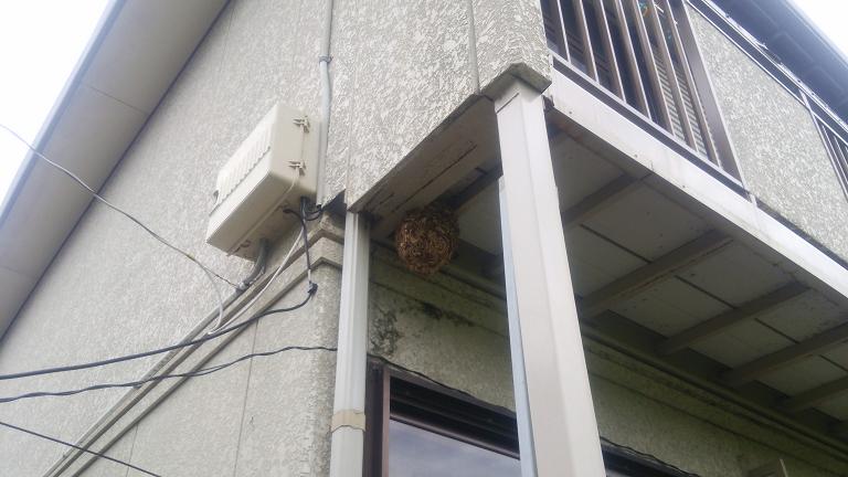 福井県小浜市でアパートのベランダ下に営巣したコガタスズメバチの蜂の巣駆除