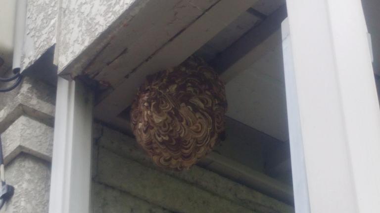 福井県小浜市でアパートのベランダ下に営巣したコガタスズメバチの蜂の巣駆除