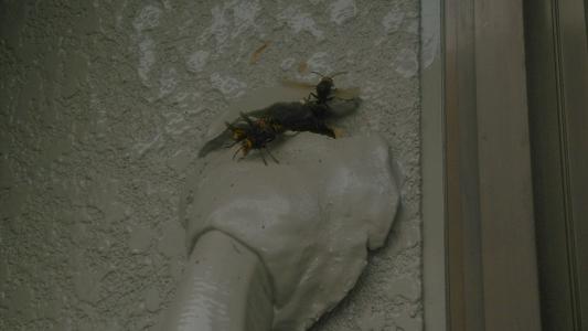 福井県小浜市で外壁内に営巣したモンスズメバチの蜂の巣駆除