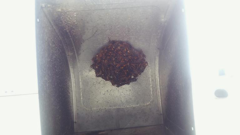 福井県小浜市でマンション外壁の換気扇フード内に営巣したアシナガバチの蜂の巣駆除