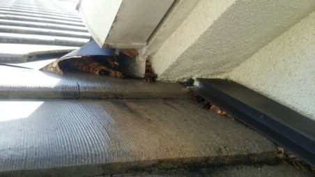 大阪府枚方市で屋根内に営巣したモンスズメバチの蜂の巣駆除