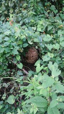 滋賀県彦根市で雑木林に営巣したコガタスズメバチの蜂の巣駆除