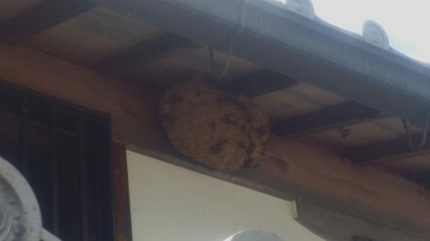 滋賀県彦根市の神社社務所二階軒下に営巣したキイロスズメバチの蜂の巣駆除