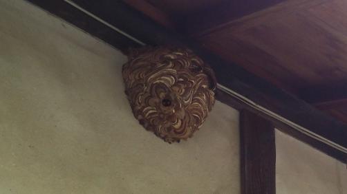 滋賀県彦根市で外壁に営巣したコガタスズメバチの蜂の巣駆除