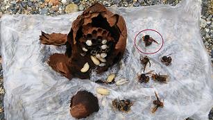 滋賀県愛知郡愛荘町で庭木に営巣したコガタスズメバチの蜂の巣駆除