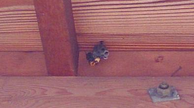 滋賀県草津市で門屋根の軒下に営巣したコガタスズメバチの蜂の巣駆除滋賀県　草津市　蜂の巣　アシナガバチ　駆除