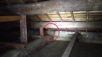 滋賀県蒲生郡日野町で２階屋根裏に営巣したキイロスズメバチの蜂の巣駆除