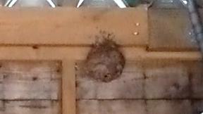 滋賀県蒲生郡日野町でキャンプ場のゴミ集積場に営巣したキイロスズメバチの蜂の巣駆除