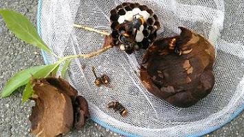 滋賀県東近江市で庭木に営巣したコガタスズメバチの蜂の巣駆除
