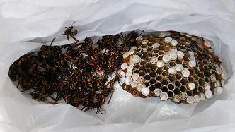 滋賀県栗東市で２Fベランダの屋外コンセントに営巣したアシナガバチの蜂の巣駆除