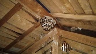 滋賀県栗東市で平屋の屋根裏に営巣したモンスズメバチの蜂の巣駆除