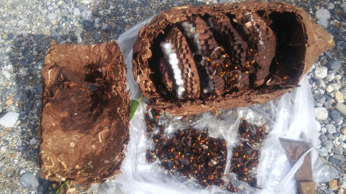 滋賀県栗東市で生垣に営巣したコガタスズメバチのハチの巣駆除