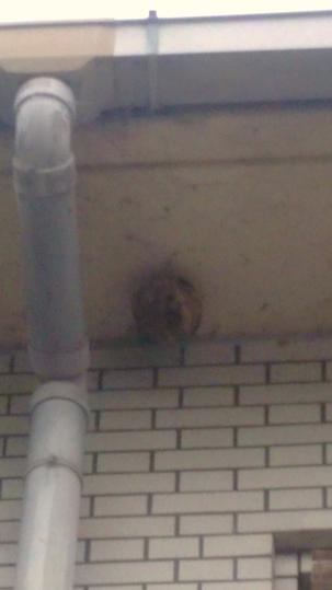 三重県鈴鹿市で医療施設の軒下に営巣したコガタスズメバチの蜂の巣駆除
