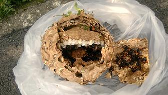 滋賀県湖南市で垣根に営巣したコガタスズメバチの蜂の巣駆除
