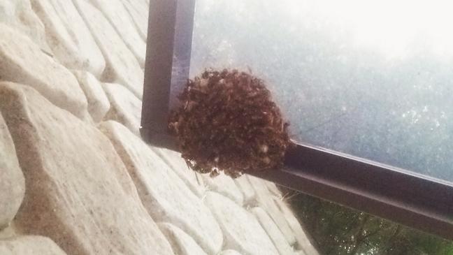 滋賀県湖南市でカーポート屋根に営巣したアシナガバチの蜂の巣駆除
