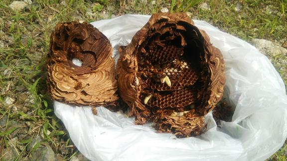滋賀県甲賀市甲南町で二階軒下に営巣したキイロスズメバチの蜂の巣駆除