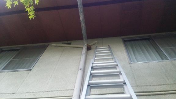 滋賀県甲賀市信楽町でクラブハウスの外壁に営巣したコガタスズメバチの蜂の巣駆除