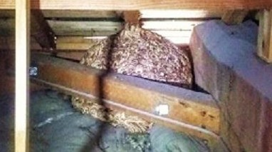 滋賀県甲賀市甲南町で二階屋根裏に営巣したキイロスズメバチの蜂の巣駆除