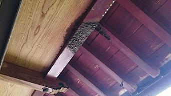 滋賀県米原市で二階軒下に営巣したキイロスズメバチの蜂の巣駆除