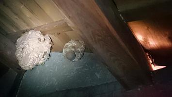 滋賀県米原市で二階屋根裏に営巣したキイロスズメバチの蜂の巣駆除