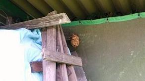 滋賀県草津市で施設の屋外物置場に営巣したキイロスズメバチの蜂の巣駆除