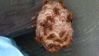 滋賀県草津市で施設の屋外物置場に営巣したキイロスズメバチの蜂の巣駆除