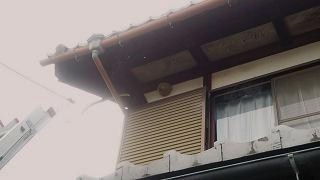 滋賀県近江八幡市で二階軒下に営巣したキイロスズメバチの蜂の巣駆除