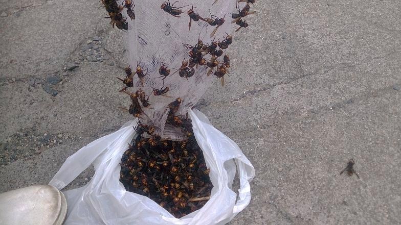 滋賀県近江八幡市で壁の中に営巣したモンスズメバチの蜂の巣駆除
