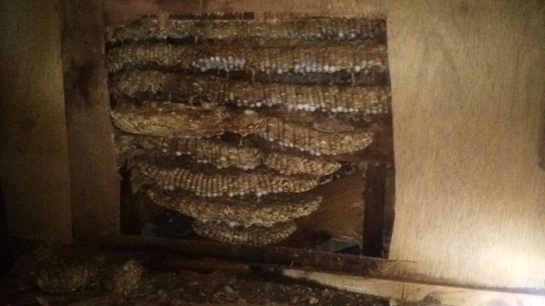 滋賀県近江八幡市で壁の中に営巣したモンスズメバチの蜂の巣駆除