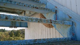 三重県鈴鹿市で非常階段下に営巣したキイロスズメバチの蜂の巣駆除