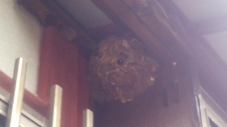 滋賀県長浜市で出窓横に営巣したコガタスズメバチの蜂の巣駆除