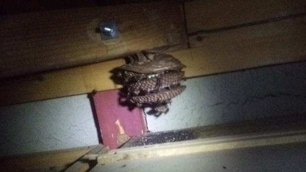 滋賀県長浜市で二階屋根裏に営巣したモンスズメバチの蜂の巣駆除