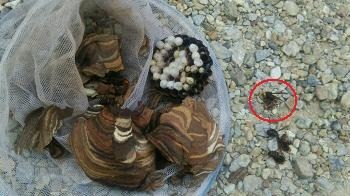 滋賀県長浜市で軒下に営巣したコガタスズメバチの蜂の巣駆除
