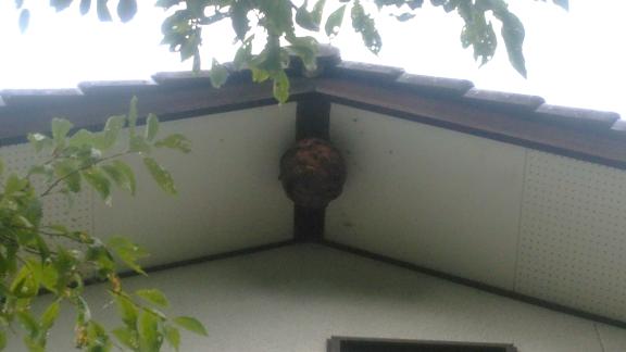 滋賀県高島市で切妻屋根の棟木下に営巣したキイロスズメバチの蜂の巣駆除