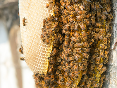 honeybee image 01