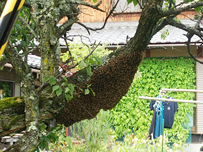honeybee image 02