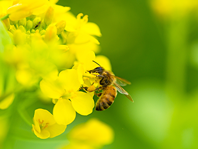 honeybee image 03