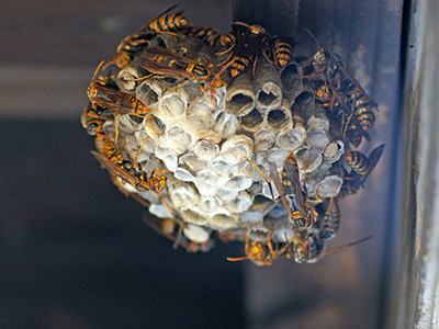 アシナガバチの巣の特徴
