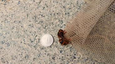 蜂の巣  蜂の巣駆除はハチ駆除ドットコム 滋賀・京都・大阪・三重 対応